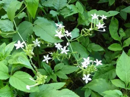 https://www.ayuryog.org/sites/default/files/chitraka-plumbago-zeylanica1.jpg