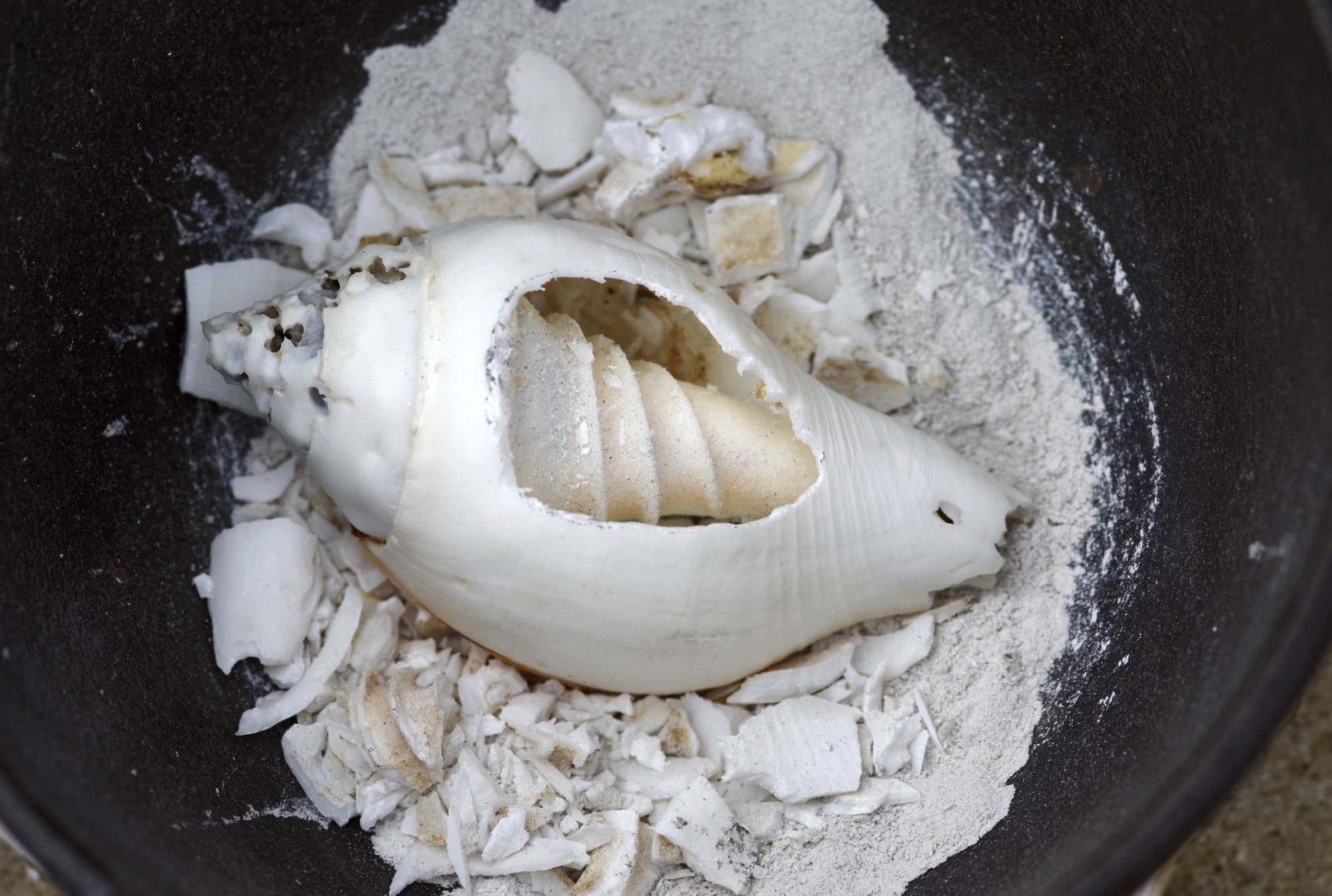 conch ground