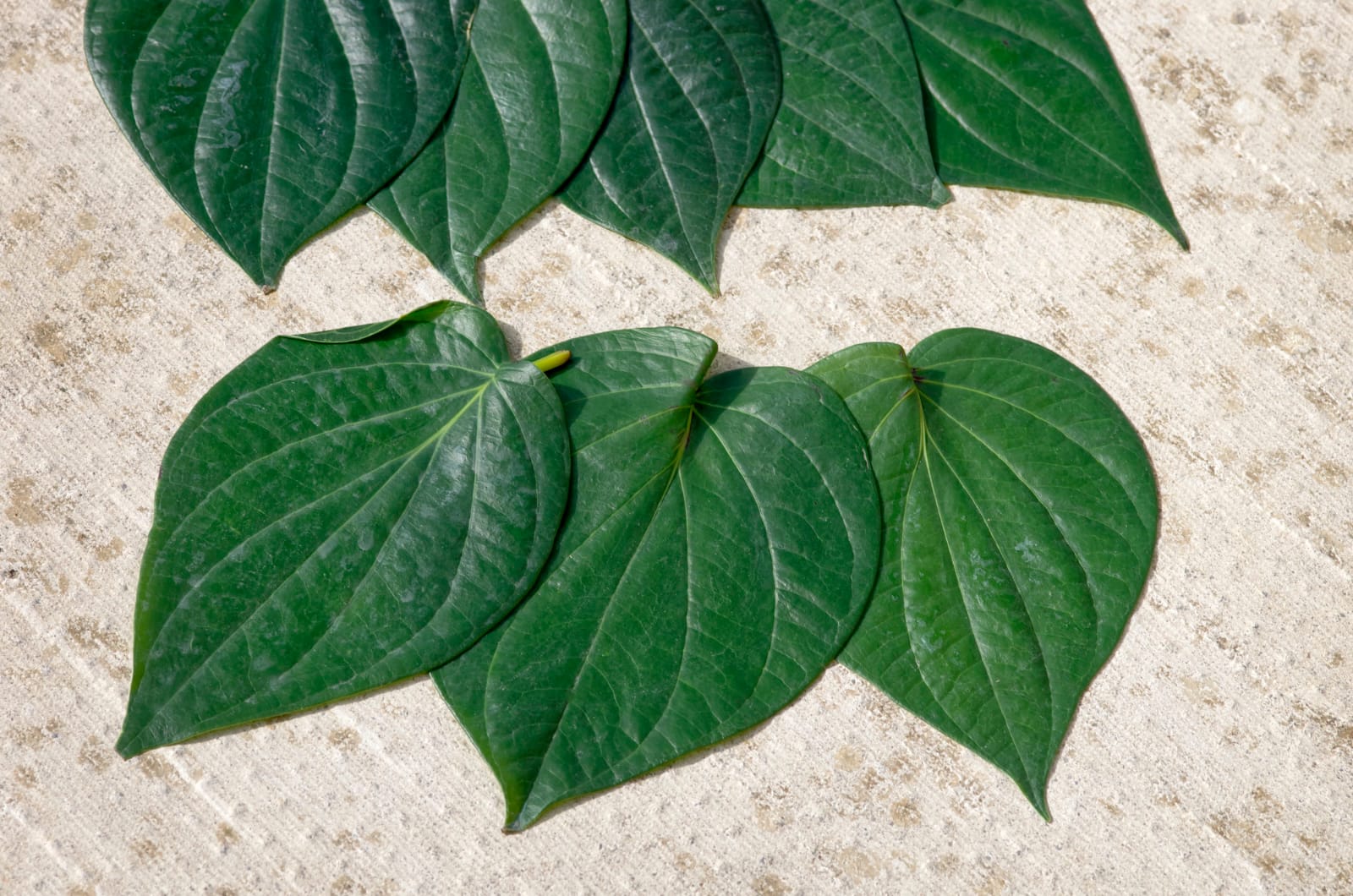 http://ayuryog.org/sites/default/files/piper_betel.jpg
