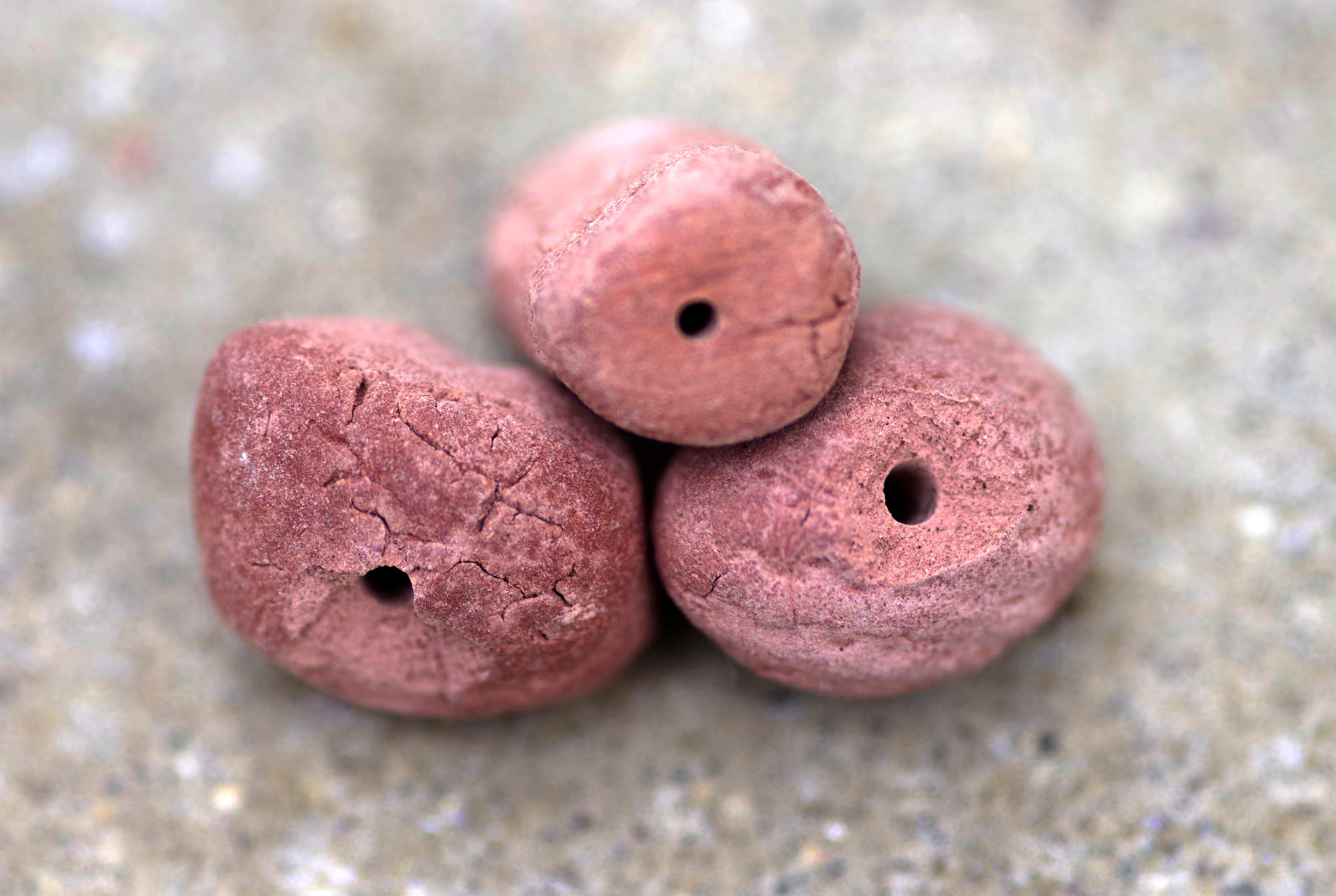 coral with drill holes